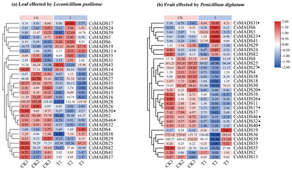 Cluster analysis of sweet orange MADS gene expression under biotic stress.