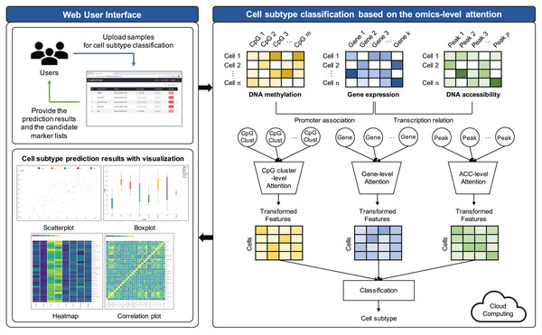 Workflow illustrating the proposed cell subtype prediction model based on the integration of single-cell multi-omics data.