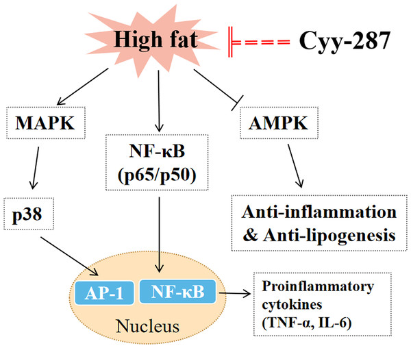 The mechanism for the protective effect of Cyy-287 on HFD-induced inflammation.