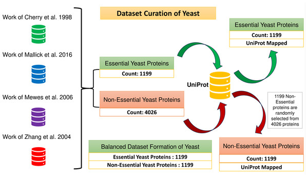 Formation of the balanced dataset of yeast.