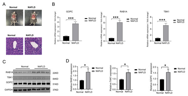 The mRNA and protein expression of TBK1, RAB1A and GOPC in animal model.