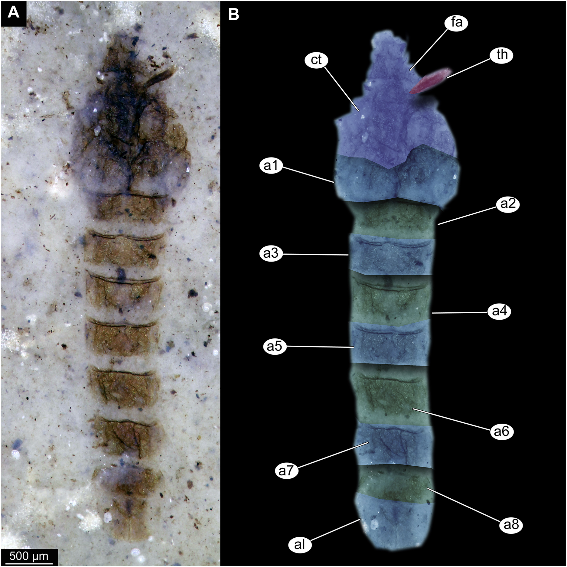 New records of immature aquatic Diptera from the Foulden Maar