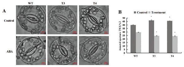 Stomatal aperture of WT and DoWRKY71 transgenic lines under ABA treatment.