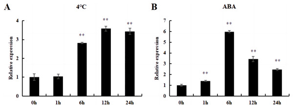 The relative expression of DoWRKY71 gene in tobacco leaves under different treatments.