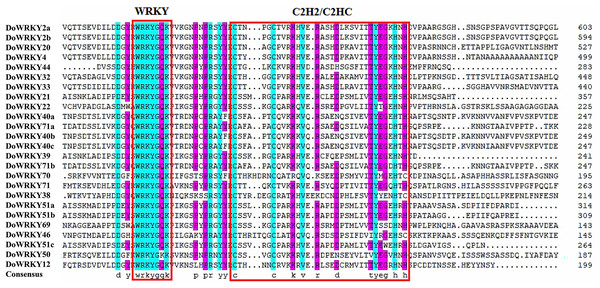 Multiple sequence alignment of WRKY proteins in D. opposita.