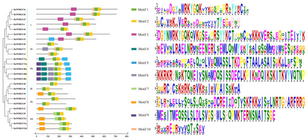 Conserved motifs analysis of the DoWRKY proteins.