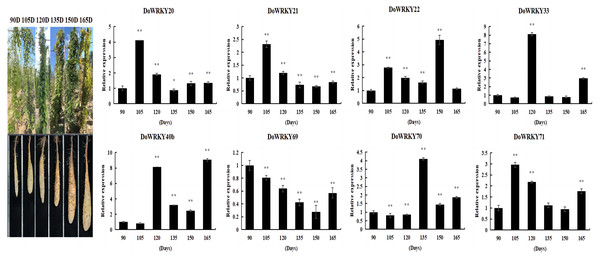 Expression analysis of the WRKY genes in tuber different growth stages of D. opposita.