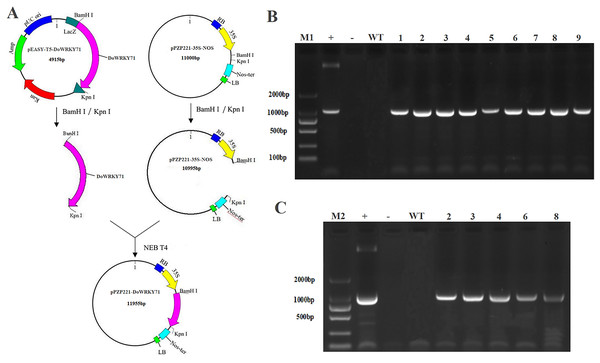 Identification and regeneration of transgenic tobacco with DoWRKY71 gene.