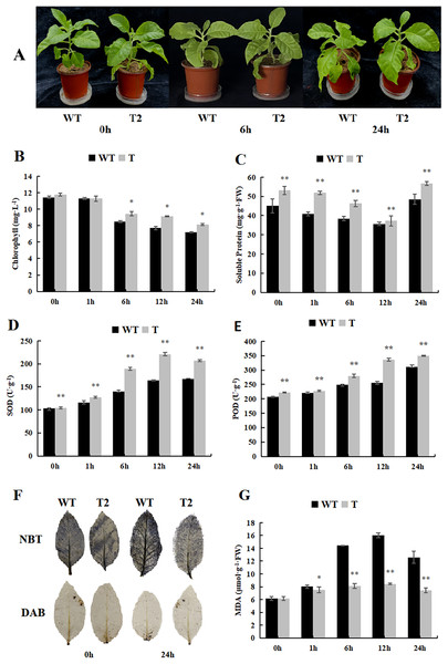 Growth, physiological and biochemical indexes of WT and transgenic tobacco overexpressing yam DoWRKY71 in cold temperature.