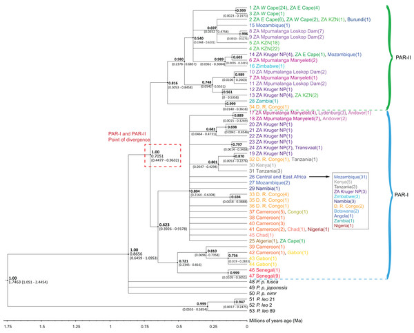 Phylogenetic tree of 47 African leopard (Panthera pardus pardus) NADH-5 haplotypes reconstructed using Bayesian inference in BEAST.