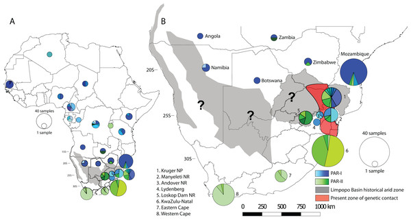 Spatial structure of PAR-I and PAR-II leopard lineages across Africa.