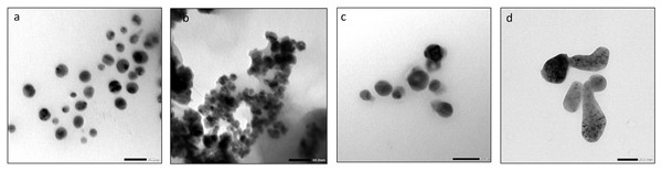 The TEM images of (A) AgNPs, (B) FeONPs (C) Ag-FeONPs (D) biochar.