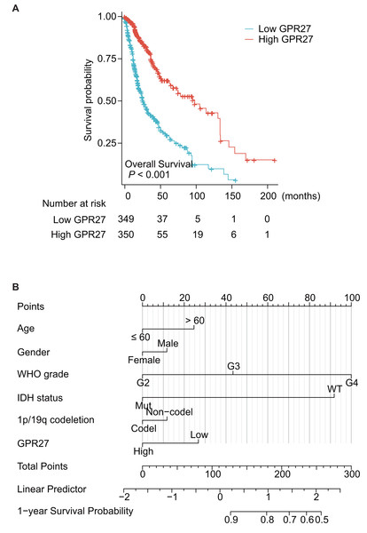  Prognostic significance of GPR27 on glioma patients.