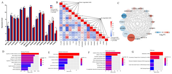 M6A-related differentially expressed genes (DEGs) between psoriasis lesions (LS) and non-lesions (NL) and functional analyses.