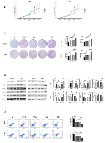 HSP90B1 promotes HNS cell proliferation and inhibits apoptosis.