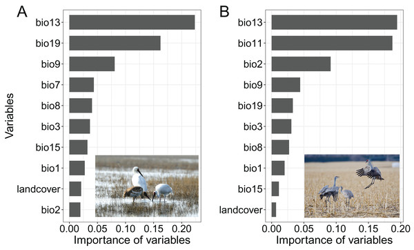 Variable Importance in species distribution models for (A) Siberian crane (Leucogeranus leucogeranus) and (B) sandhill crane (Grus canadensis).