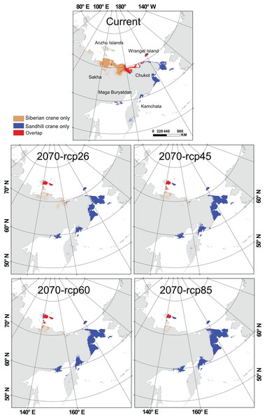 Spatial distribution of Siberian crane (Leucogeranus leucogeranus) and sandhill crane (Grus canadensis) under current conditions and four global change scenarios (rcp26, rcp45, rcp60, and rcp85) during 2060–2080 (2070).