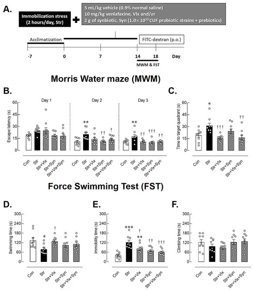 The time-course of experimental study and behavioral profiles in spatial memory- and depression-like behaviors as determined by Morris Water Maze (MWM) and forced swimming test (FST).