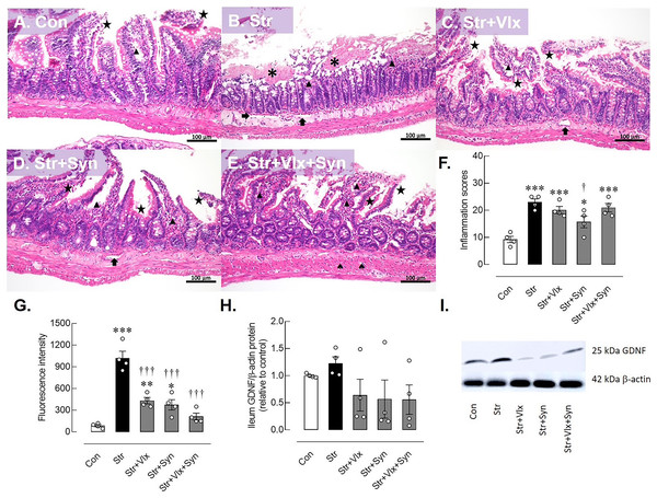 Histomorphological, intestinal barrier-related function and neuroprotective protein profiles of ileum as determine by H&E stating, fluorescence assay and Western blotting analysis.