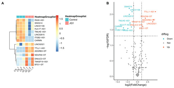 Screening and differential expression analysis of SE-lncRNAs.