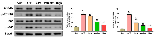 R-hirudin reduced the protein expression of p-ERK1/2/ERK1/2 and p-P65/P65 in lung tissues of APE rats.