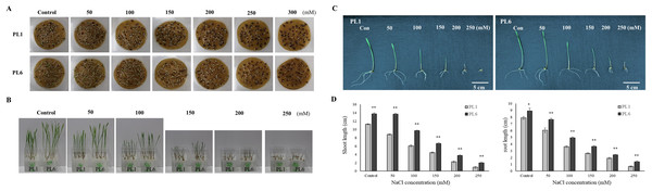 Effect of salt stress on seed germination and seedling growth.