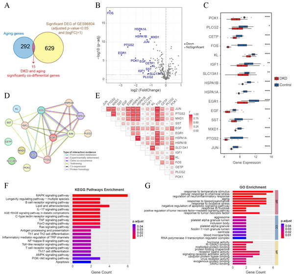 Analysis of DKD and aging significant co-differential genes.