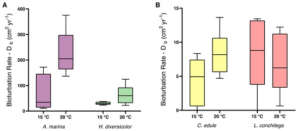 Bioturbation rate (cm2 yr−1) of (A) A. marina and H. diversicolor (B) C. edule and L. conchilega.