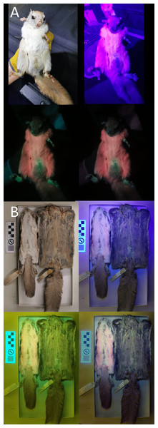 Variation in ultraviolet-induced photoluminescence demonstrating the variability within museum specimens and between live and preserved individuals.