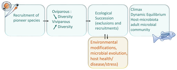 Schematic representation of main interactions involved in the microbial succession during fish development.