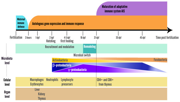 Schematic representation of the two parallel setups in fish development: microbial community ecological succession and immune system maturation.