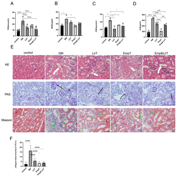 Protective effects of Liraglutide and empagliflozin on the kidneys of diabetic mice.