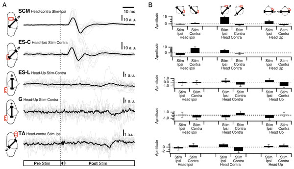 Responses of all participants for each muscle.