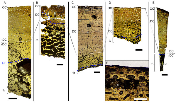 Overview of composite micrographs of selected thin sections.