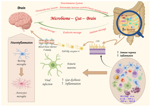 The potential role of the microbiota-gut-brain axis in the pathogenesis.