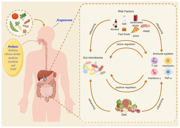 Microbiota-targeting therapies for Alzheimer’s disease.