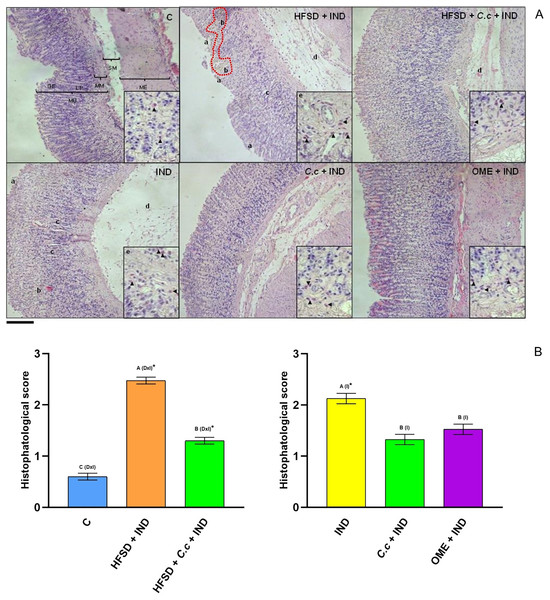 Effect of Callistemon citrinus on gastric lesions generated by indomethacin (IND) in rats fed with a high-fat diet (HFSD). Microphotographs show representative cuts of the fundic region.