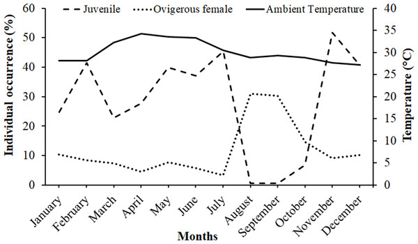 Association between the juveniles (of both sexes) and ovigerous female occurrence of Dotilla blanfordi with monthly ambient temperatures at Kuda Beach.