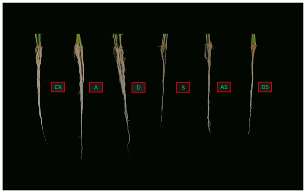 Effects of PGRs on the growth of rice seedings under NaCl stress (7 d).