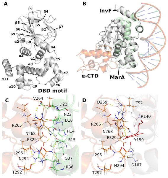Cartoon representation of InvF-model protein (A). Overlap of the InvF model (gray) to MarA structure (light green) and 
$\alpha$α
-CTD (orange) (B). Comparison between amino acids interactions, within the 3Å of distance, of protein-protein interface of MarA (C) and InvF (D) are represented by line and yellow dashed lines.