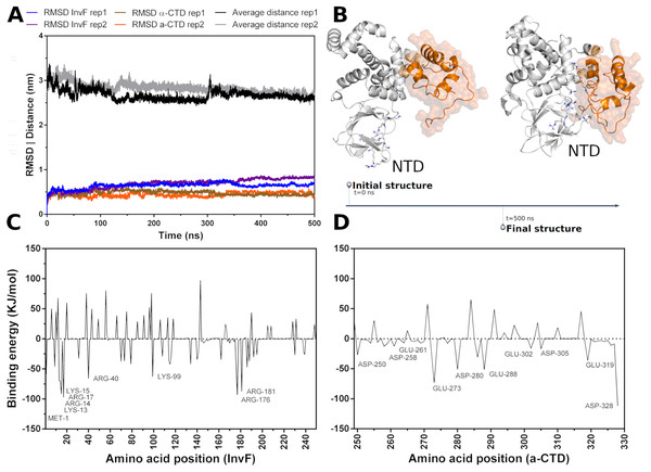 Molecular dynamics simulations of InvF and 
$\alpha$α
-CTD along 500 ns of trajectory for two replicas (rep1 and rep2).