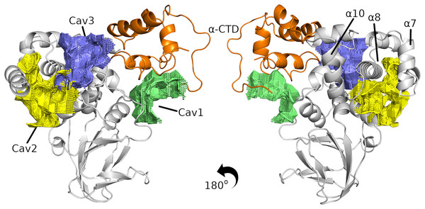 The three best cavities found in the InvF/
$\alpha$α
-CTD complex.