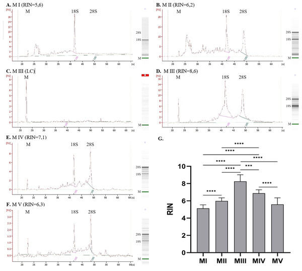 RNA integrity for methods I–V measured with 2100 Bioanalyzer instrument (exemplary electropherograms and gel-like images; M-marker, 28S–28S ribosomal RNA, 18S–18S ribosomal RNA).