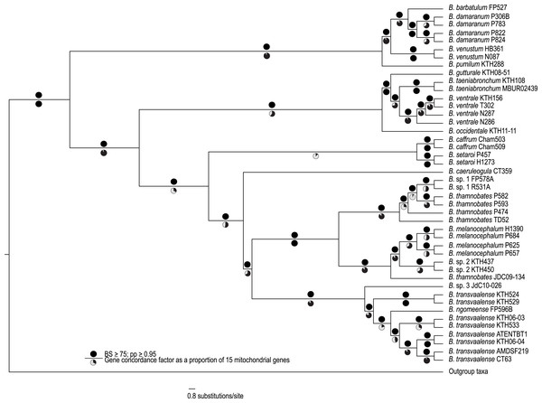 A best-supported Bayesian phylogeny for Bradypodion based on the complete mitogenome.