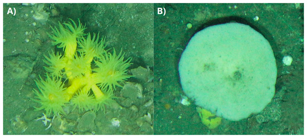 Detailed Photographs of Dendrophyllia cornigera and Phakellia ventilabrum.