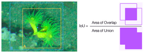 Intersection over union (IoU) calculation for D. cornigera detection.