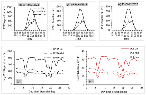 (A–C) Average values of PPFD at three levels (upper-middle-lower), (D and E) daily PPFD and DLI during the measurement periods. Up, mid and low referred to upper, middle and lower levels.