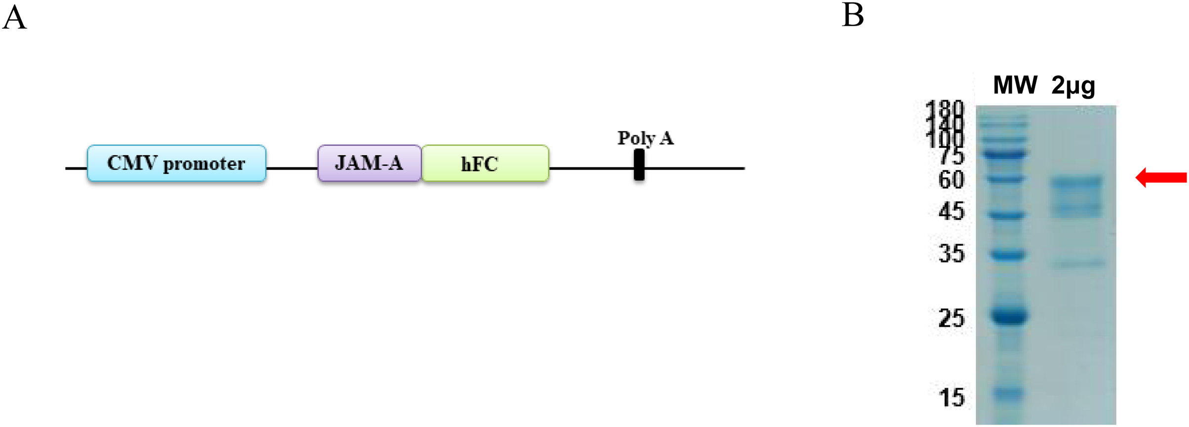 Generation and characterization of mAb 61H9 against junctional adhesion  molecule-a with potent antitumor activity [PeerJ]