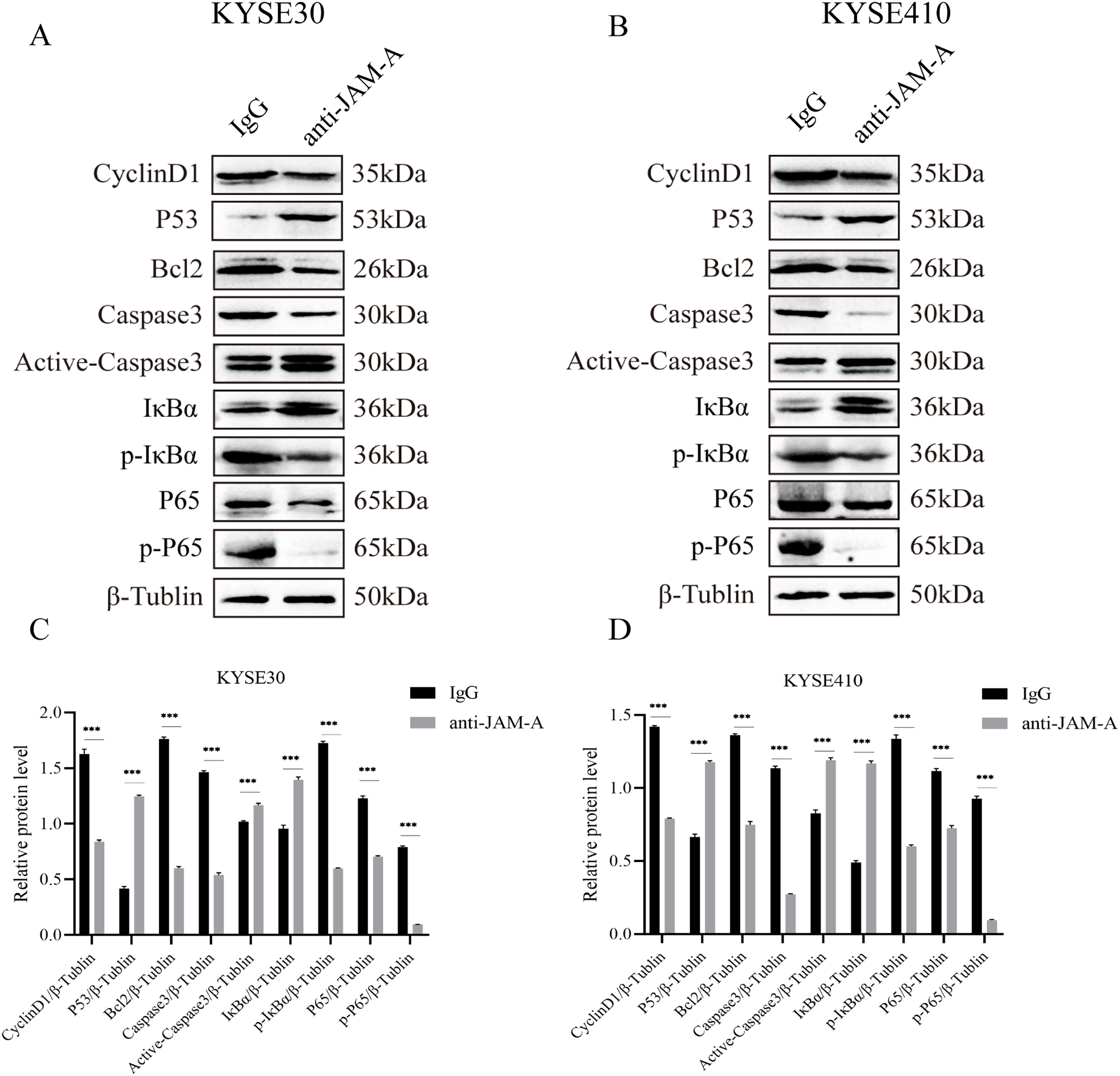 Generation and characterization of mAb 61H9 against junctional adhesion  molecule-a with potent antitumor activity [PeerJ]