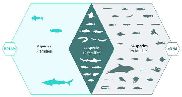 Venn diagram of eDNA and BRUV species detections.